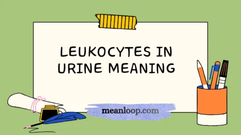 leukocytes in urine meaning